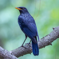 Blue Whistling-Thrush